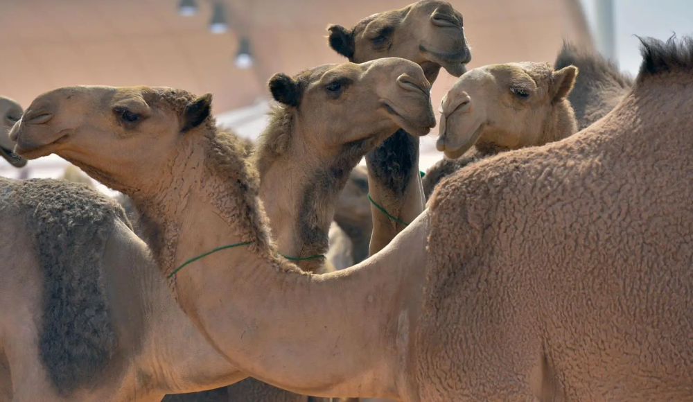 ضوابط جديدة لتنظيم الإبل.. توثيق إلكتروني إلزامي وحظر إزعاجها أو بيع ”المريضة“ بالمزادات