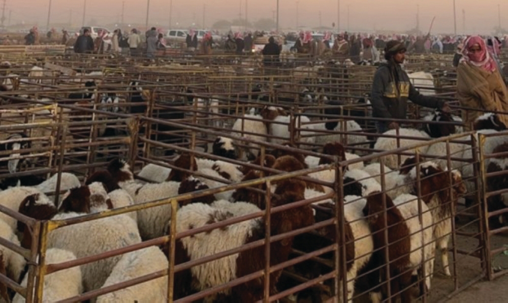 مشترطًا تأهيل العاملين.. دليل نقل الثروة الحيوانية يحدد مسؤوليات الملاك والناقلين - أرشيفية اليوم