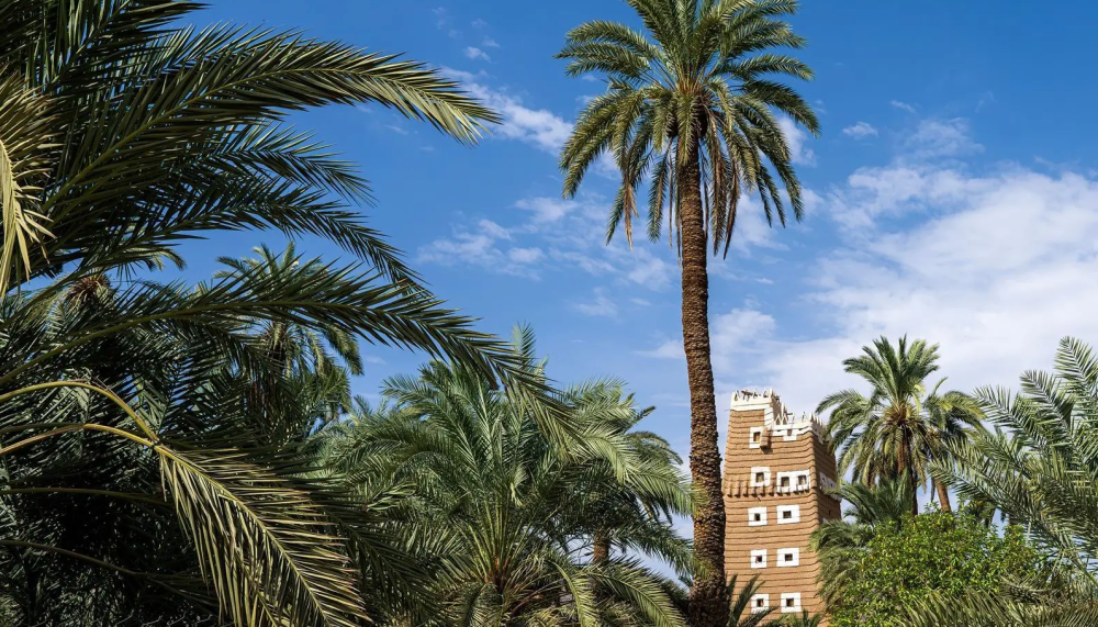 من قمم الجبال إلى السهول الخصبة.. كنوز بيئية فريدة تزين نجران