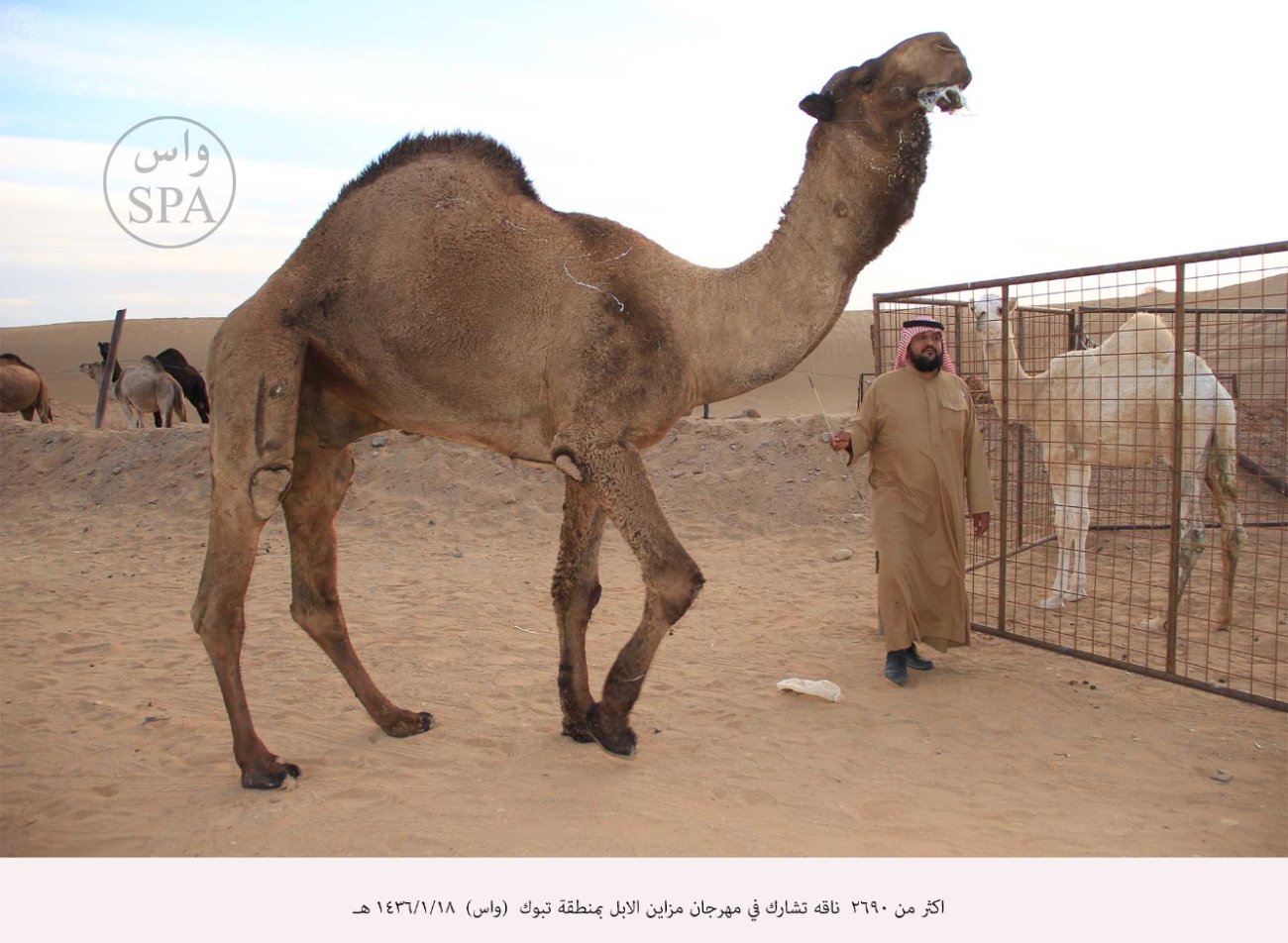 أكثر من 2690 ناقة تشارك في مهرجان مزاين الأبل بتبوك