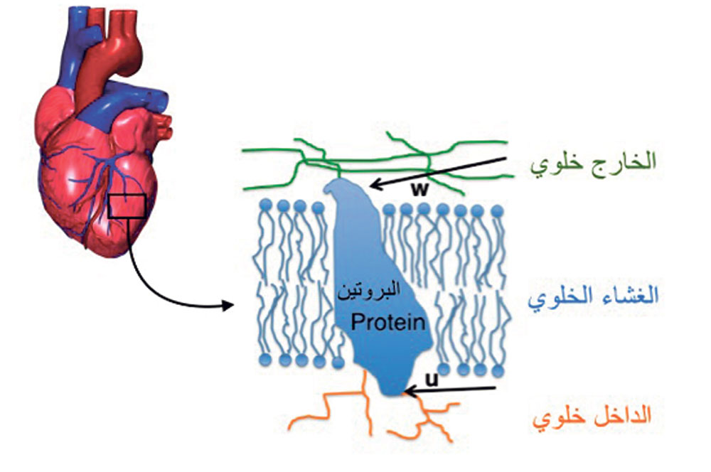 صورة للبحث