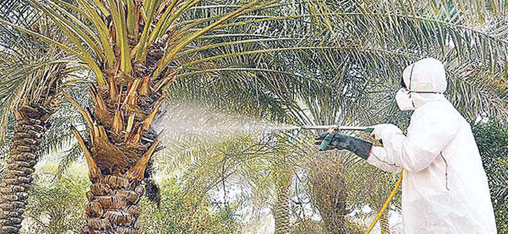 جهود كبيرة من جهات المكافحة في إنهاء خطر الآفة (اليوم)