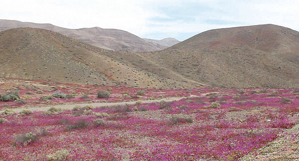 تربة صحراء أتاكاما تشبه المريخ (سكاي نيوز)