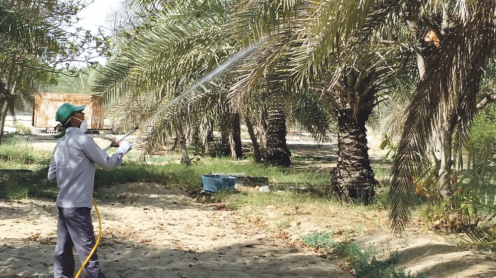 رش الأجزاء المصابة بشكل مستمر (اليوم)