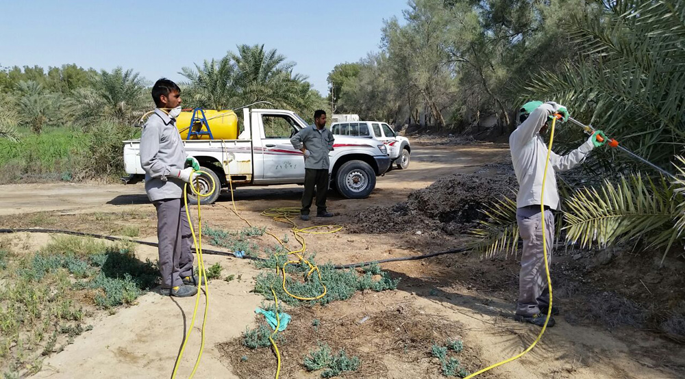 كوادر مديرية الزراعة تواصل عمليات رش النخيل (اليوم)