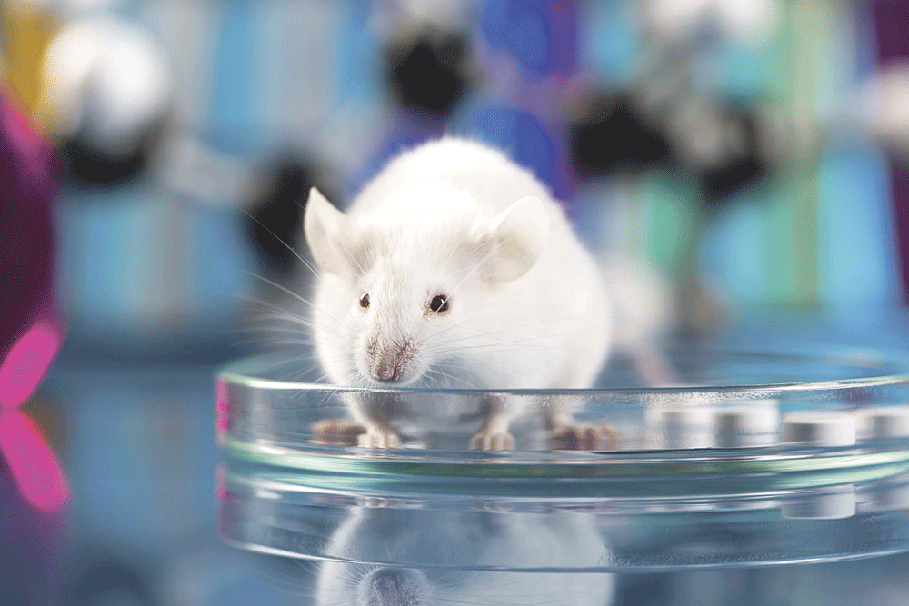 زرع مبايض صناعية لإناث فئران جعلها قادرة على الحمل (اليوم)