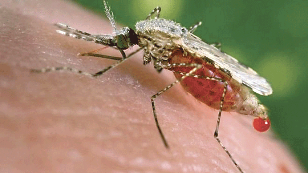 مرض الملاريا ينجم عن طفيلي ينتشر من خلال البعوض (اليوم)