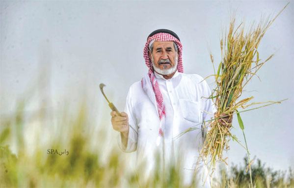 مزارعو المنطقة بدأوا موسم حصاد القمح والشعير